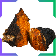 Chaga Powder