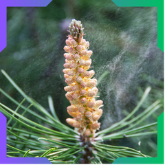 Pine Pollen Powder