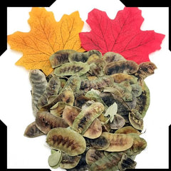 Senna Pods Trial Pack