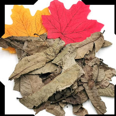 Guava Leaves Tea Trial Pack | Cut and Sifted