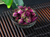Red Rose Buds